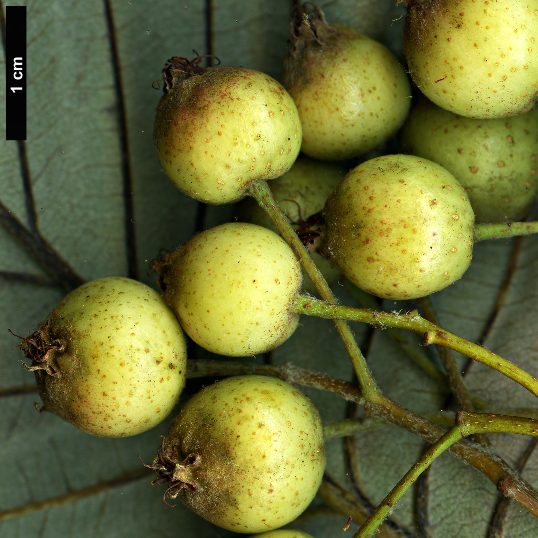 High resolution image: Family: Rosaceae - Genus: Sorbus - Taxon: atrosanguinea